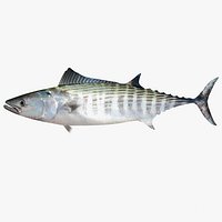 Bonito