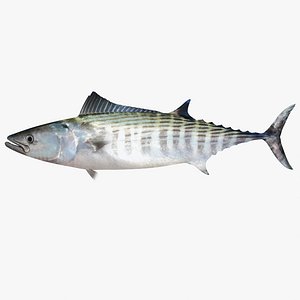 Bonito