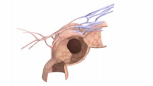 Alveoli and Alveolus Chamber