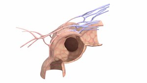 Alveoli and Alveolus Chamber