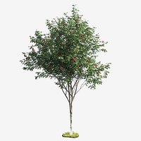 Rowan-tree