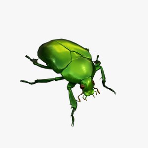 Green Scarab Beetle Green Chafer Mimela splendens gyllenhaal 3D model