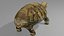Turtle OBJ 3D model