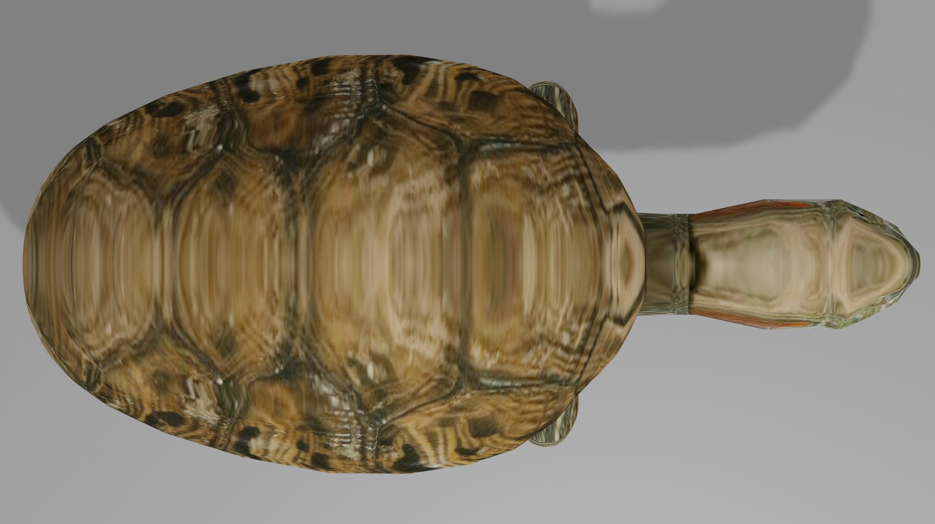 Turtle OBJ 3D Model - TurboSquid 2230817