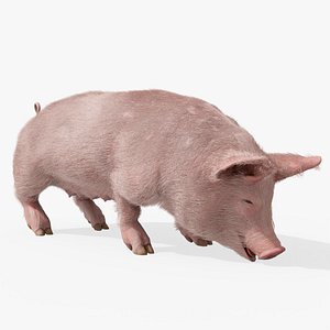 Pig Sow Landrace Fur Animated Rigged for Blender