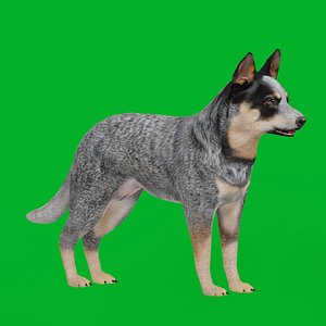 Australian Cattle Dog model
