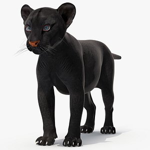 Black Panther Cub Rigged for Cinema 4D 3D