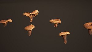 mushroom model