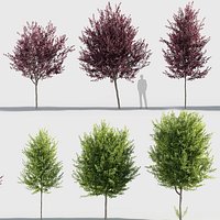 Prunus virginiana 3D model