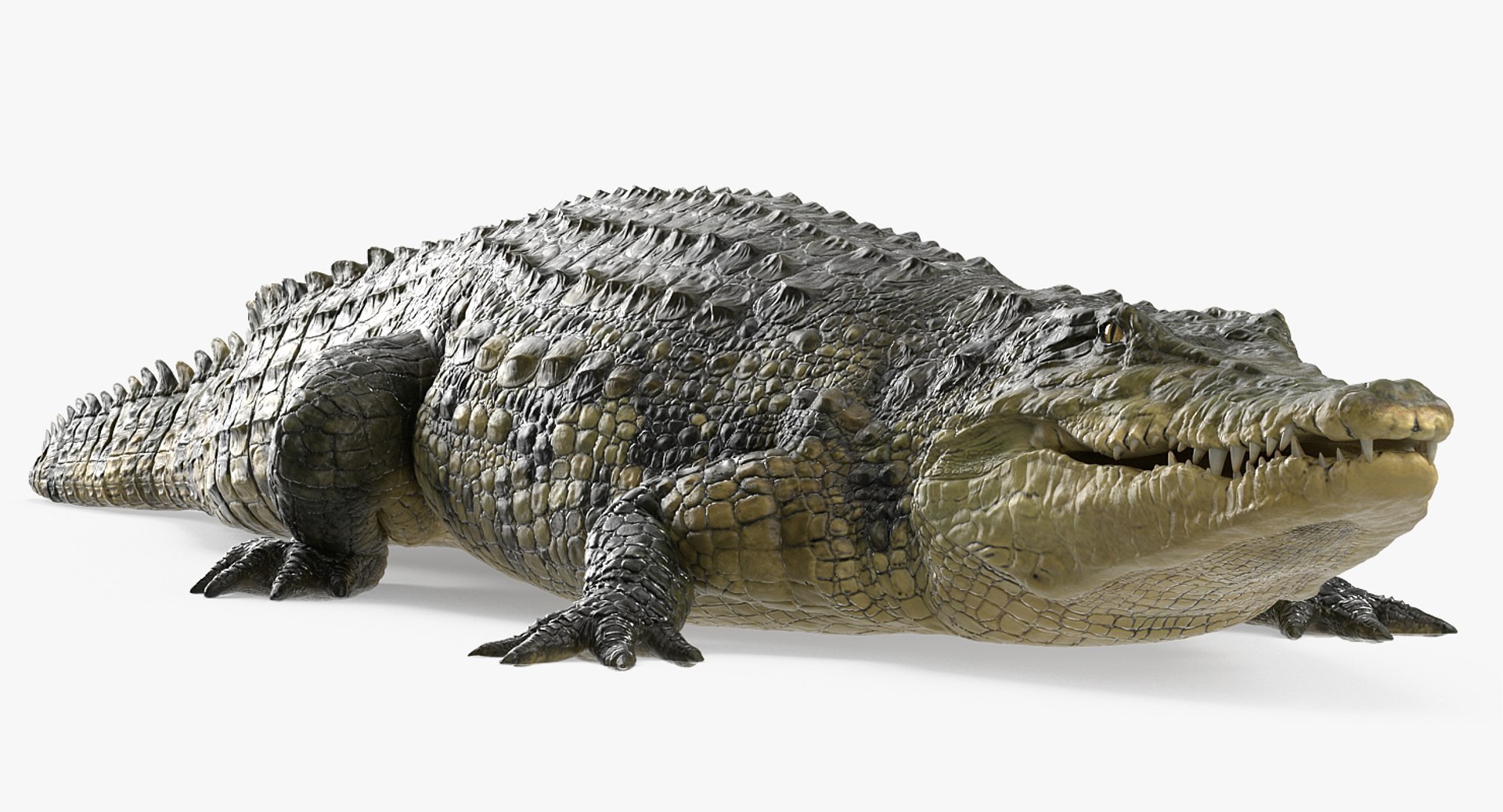 3D Crocodiles Collection model https://p.turbosquid.com/ts-thumb/oP/dj28zO/8i/crocodiles_collection_012/jpg/1731480869/1920x1080/fit_q87/e306bc4fbb523ac530f253221e07b943f21345ef/crocodiles_collection_012.jpg