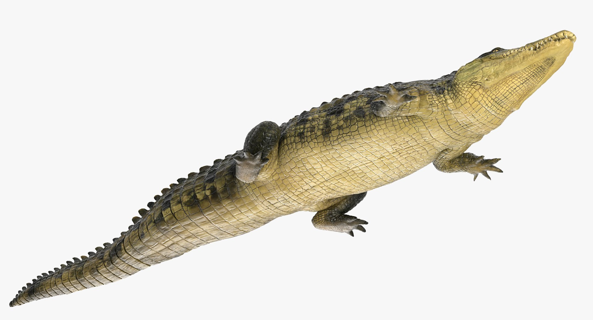 3D Crocodiles Collection model https://p.turbosquid.com/ts-thumb/oP/dj28zO/ye/crocodiles_collection_015/jpg/1731480888/1920x1080/fit_q87/1e77dc34acdfc7eca482f01c76300e1b6889e040/crocodiles_collection_015.jpg