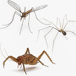 Insects Collection Rigged for Cinema 4D