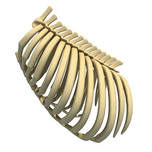 Animal Rib Cage