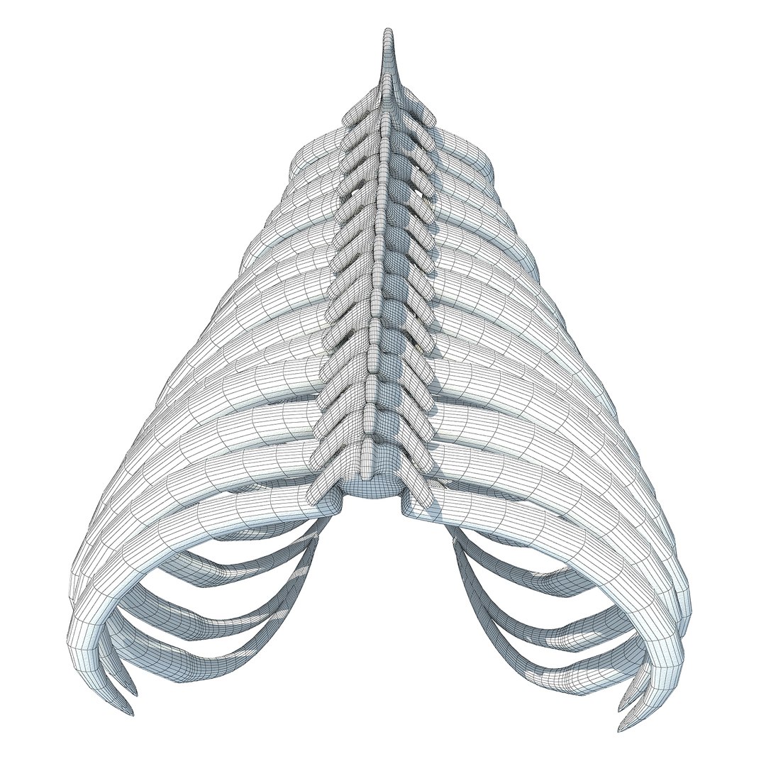 3D animal rib cage model - TurboSquid 1171126