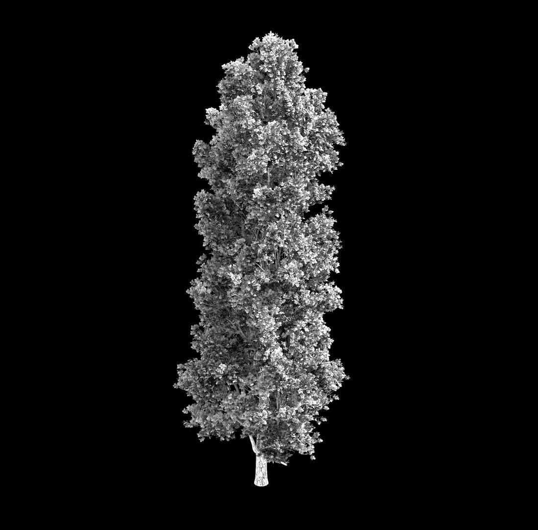 forest - poplar 23 3D https://p.turbosquid.com/ts-thumb/oP/nJ0F5I/kljqn67l/4/jpg/1568725053/1920x1080/fit_q87/af6e12c83227eea87c78f48a42cee722c8a841cc/4.jpg