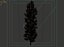 Forest - Poplar 23