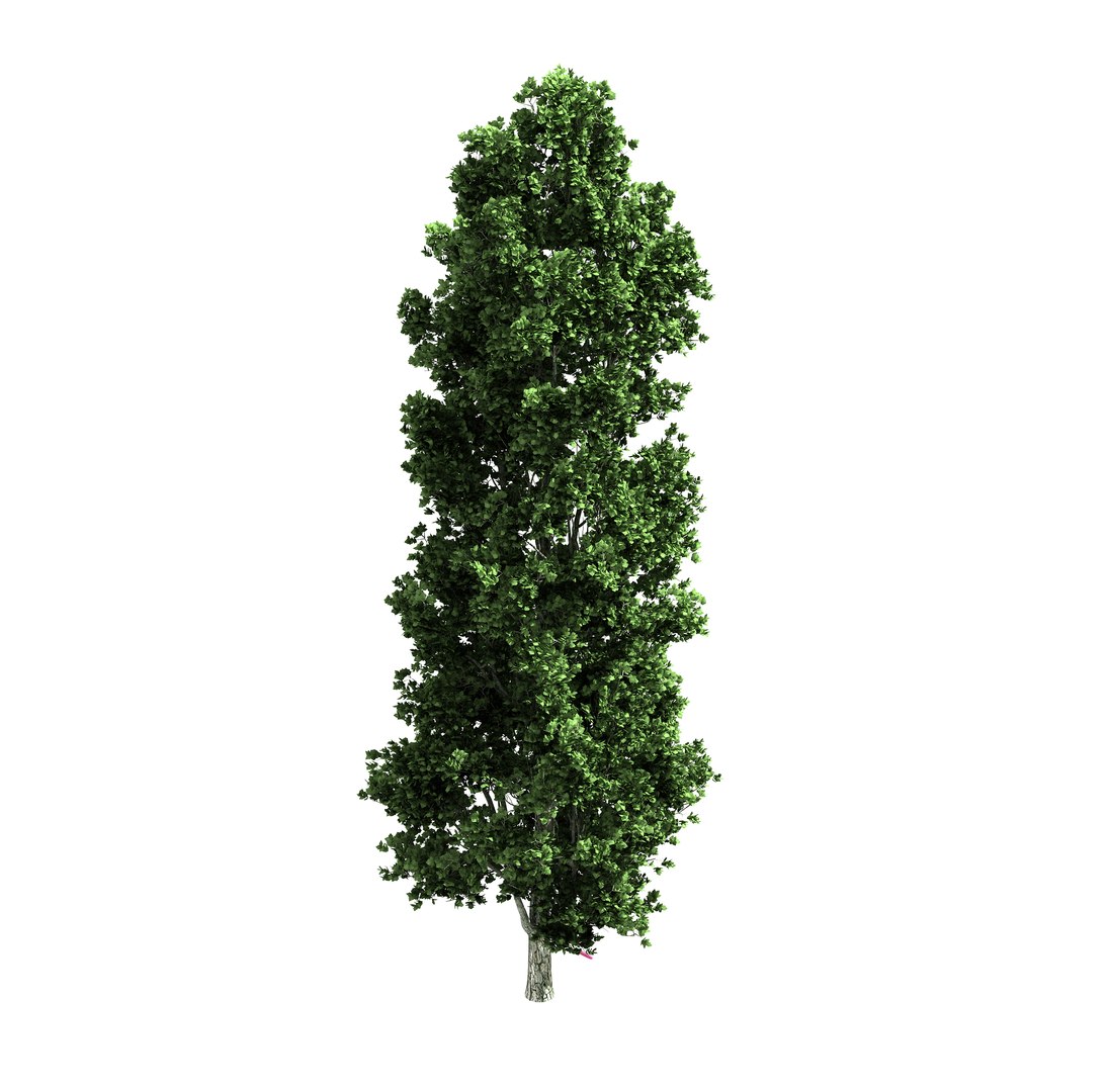 forest - poplar 23 3D https://p.turbosquid.com/ts-thumb/oP/nJ0F5I/zHnecgiv/3/jpg/1568725053/1920x1080/fit_q87/df16524d848504da241b736920e02273aee9f458/3.jpg