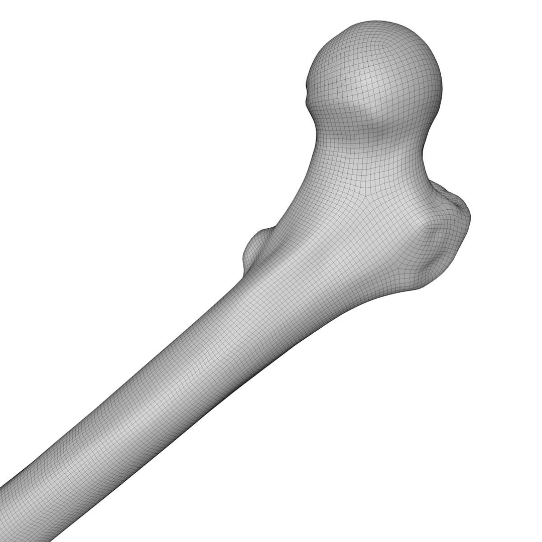 Human Thigh Bone Femur C4d