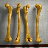 Human Femur Thigh Bone Leg Anatomy