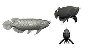AROWANA DRAGON FI 3D printSH 3D model