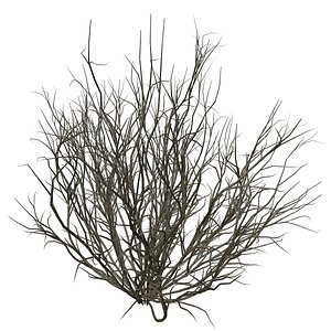 3D Broom Snakeweed Bush - 10 -