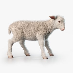 Lamb Rigged Animated with Fur