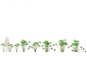 Cyperus papyrus - Bulrush 01 3D