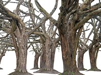 Old Forest 6 ULTRA HD