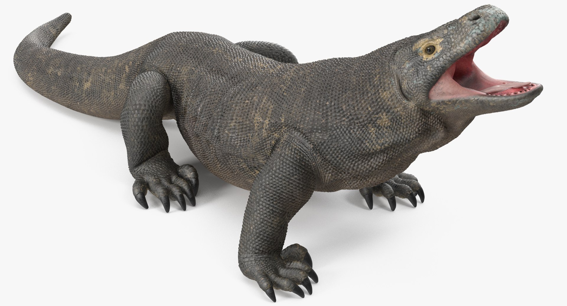 コモドドラゴンさん専用 コモドドラゴンさん専用 博物Museum 1/4 コモドドラゴン