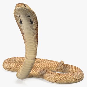3D light skin cobra rigged model