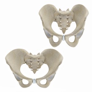 Female and Male Pelvis