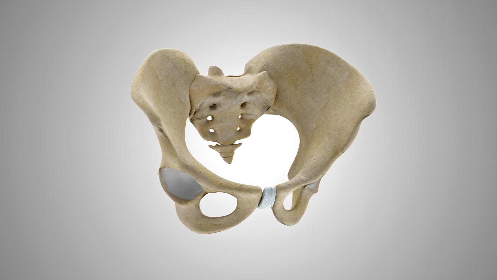 Female And Male Pelvis 3d Model Turbosquid 1924951 0196