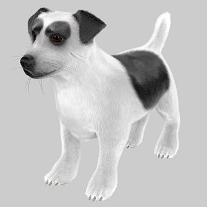 jack russell terrier model