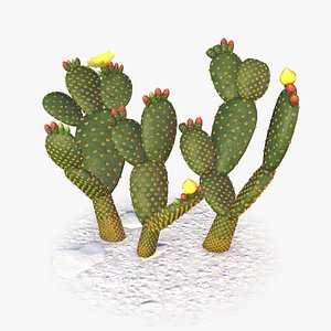 Opuntia Cactus