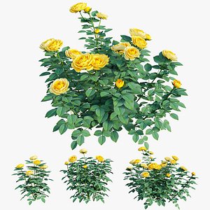 Golden celebration rose set 02