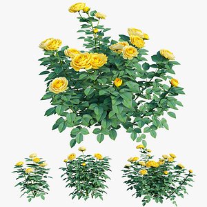 Golden celebration rose set 02