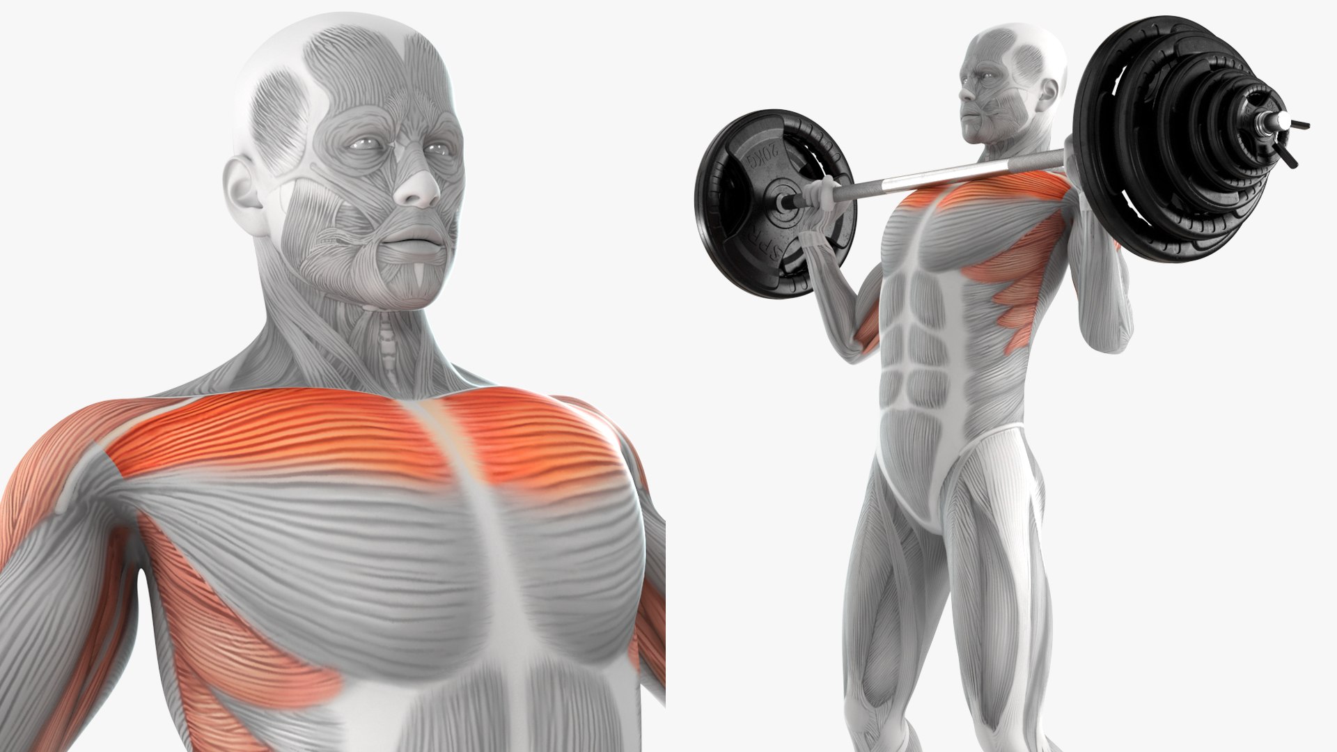 Male Muscular System Shoulder Press Animated Rigged 3D Model ...