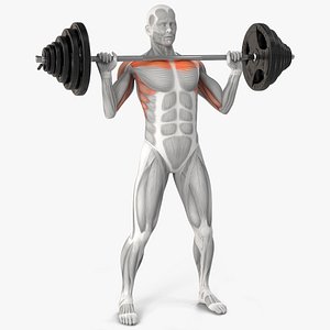 Male Muscular System Shoulder Press Animated Rigged