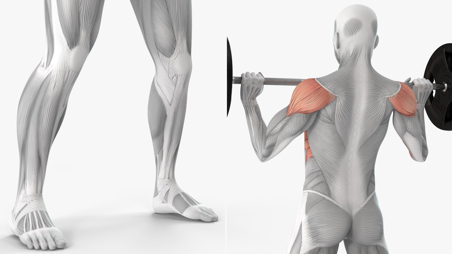 Male Muscular System Shoulder Press Animated Rigged 3D Model ...
