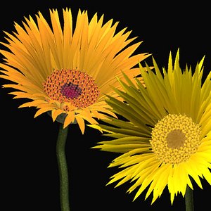 3d gerbera