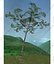 Tree Pack