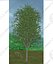 Tree Pack