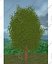 Tree Pack
