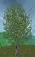 Tree Pack