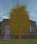 Tree Pack