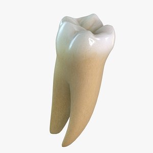 Lower First Molar
