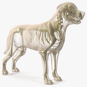 Dog Skeleton Anatomy with Translucent Shell 3D model