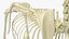 Dog Skeleton Anatomy with Translucent Shell 3D model