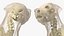 Dog Skeleton Anatomy with Translucent Shell 3D model