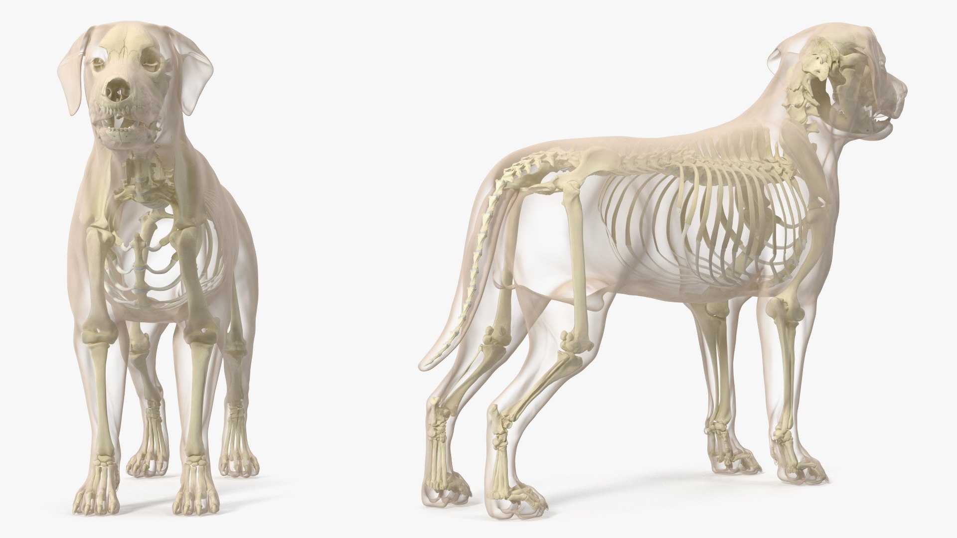 Dog Skeleton Anatomy with Translucent Shell 3D model https://p.turbosquid.com/ts-thumb/oR/qpsKOE/MI/dog_skeleton_anatomy_with_translucent_shell_006/jpg/1745067462/1920x1080/fit_q87/bdb2a1b86e9cb9accbf14add2a0097db511d5b1b/dog_skeleton_anatomy_with_translucent_shell_006.jpg